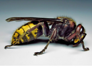 Posadite ovu biljku pored terase i više nećete videti stršljene i ose: Od njenog mirisa beže kao ludi