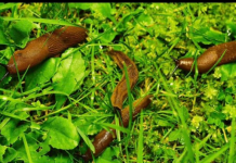 Odrezani komad ostavite da leži u bašti: RIJEŠIT ĆETE SE SVIH PUŽEVA!