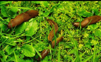 Odrezani komad ostavite da leži u bašti: RIJEŠIT ĆETE SE SVIH PUŽEVA!