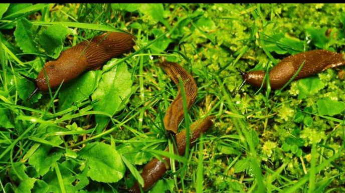 Odrezani komad ostavite da leži u bašti: RIJEŠIT ĆETE SE SVIH PUŽEVA!