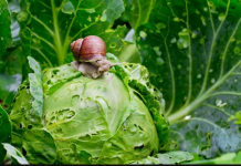 PROVJEREN NAČIN DA SE ISTJERAJU PUŽEVI IZ BAŠTE: Štetočine neće smjeti ni da priđu vašem cvijeću i povrću