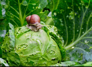 PROVJEREN NAČIN DA SE ISTJERAJU PUŽEVI IZ BAŠTE: Štetočine neće smjeti ni da priđu vašem cvijeću i povrću