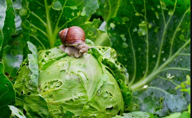 PROVJEREN NAČIN DA SE ISTJERAJU PUŽEVI IZ BAŠTE: Štetočine neće smjeti ni da priđu vašem cvijeću i povrću