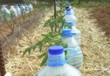 EVO KAKO DA NAPRAVITE ORGANSKO TEČNO ĐUBRIVO: Djeluje kao RAKETNO GORIVO za rast svih biljaka!