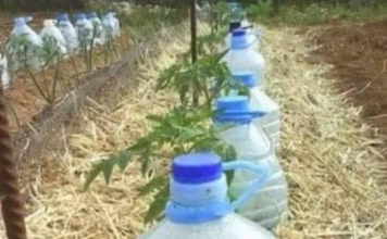 EVO KAKO DA NAPRAVITE ORGANSKO TEČNO ĐUBRIVO: Djeluje kao RAKETNO GORIVO za rast svih biljaka!