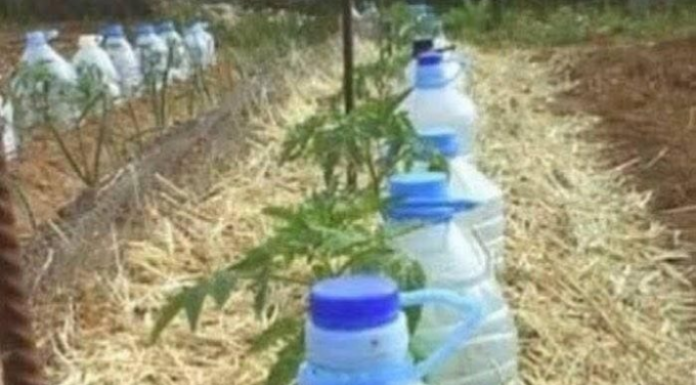 EVO KAKO DA NAPRAVITE ORGANSKO TEČNO ĐUBRIVO: Djeluje kao RAKETNO GORIVO za rast svih biljaka!