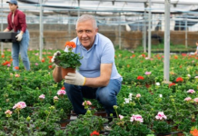 Vlajko drži rasadnik u Novom Sadu i kaže da cveće tretira 1 kuhinjskom namirnicom: Ne koristim pesticide, a buja kao nikad pre