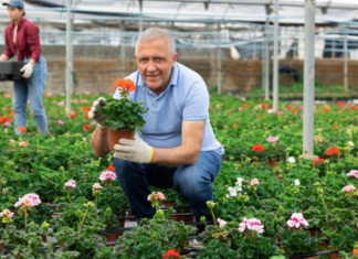 Vlajko drži rasadnik u Novom Sadu i kaže da cveće tretira 1 kuhinjskom namirnicom: Ne koristim pesticide, a buja kao nikad pre