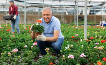Vlajko drži rasadnik u Novom Sadu i kaže da cveće tretira 1 kuhinjskom namirnicom: Ne koristim pesticide, a buja kao nikad pre