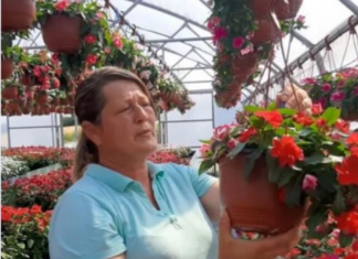 Muškatle se zalivaju svaki 3. dan, kaliope vole jako sunce, a ovaj cvet nipošto ne držite u hladu: Dragica radi u rasadniku i daje savete zlata vredne