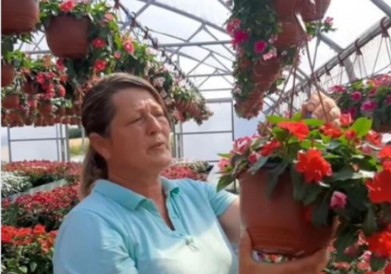 Muškatle se zalivaju svaki 3. dan, kaliope vole jako sunce, a ovaj cvet nipošto ne držite u hladu: Dragica radi u rasadniku i daje savete zlata vredne