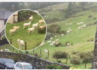 SNIMALA OVCE pa primjetila nešto vrlo čudno: “Nisam mogla vjerovati svojim očima! Kako je to moguće?”