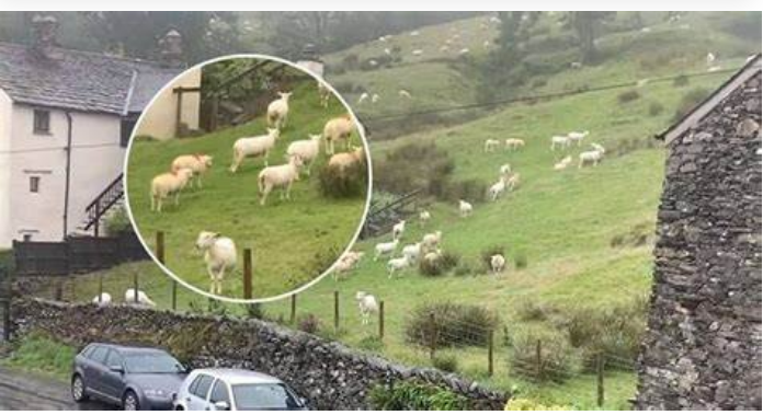 SNIMALA OVCE pa primjetila nešto vrlo čudno: “Nisam mogla vjerovati svojim očima! Kako je to moguće?”