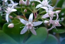 Krasula će rasti kao luda i cvjetati bez prestanka, samo pomiješajte 2 sastojka i sipajte u saksiju