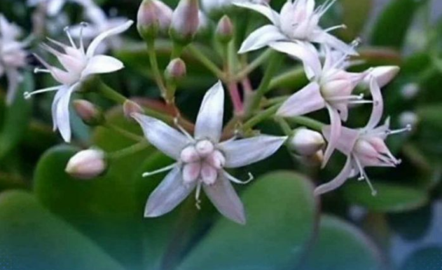 Krasula će rasti kao luda i cvjetati bez prestanka, samo pomiješajte 2 sastojka i sipajte u saksiju