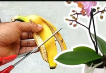 Najbolji trik za cvjetanje orhideja: Ako dugo nisu cvjetale, uzmite 3 kore od banane i isprobajte ovaj savjet, uskoro će izbacati prve pupoljke!