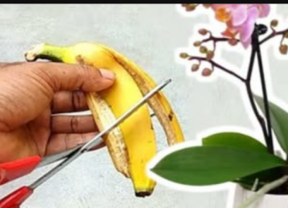 Najbolji trik za cvjetanje orhideja: Ako dugo nisu cvjetale, uzmite 3 kore od banane i isprobajte ovaj savjet, uskoro će izbacati prve pupoljke!