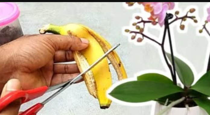 Najbolji trik za cvjetanje orhideja: Ako dugo nisu cvjetale, uzmite 3 kore od banane i isprobajte ovaj savjet, uskoro će izbacati prve pupoljke!