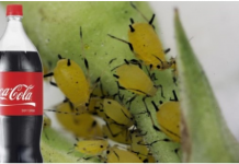 Obična Coca-Cola ubija lisne uši bolje od hemikalija: Samo uradite ovo s njom i NESTALE SU IZ DVORIŠTA ZA TREN OKA!