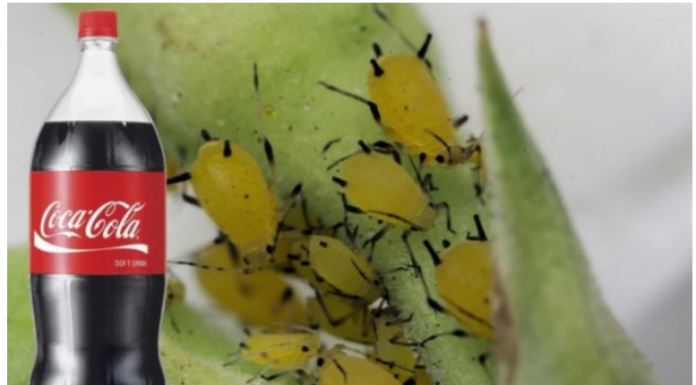 Obična Coca-Cola ubija lisne uši bolje od hemikalija: Samo uradite ovo s njom i NESTALE SU IZ DVORIŠTA ZA TREN OKA!