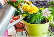 Kada je bolje zalivati cvijeće tokom vrućina – ujutru ili uvečer? Samo jedno je ispravno