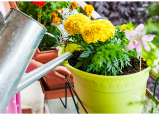 Kada je bolje zalivati cvijeće tokom vrućina – ujutru ili uvečer? Samo jedno je ispravno