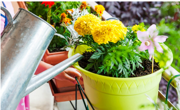 Kada je bolje zalivati cvijeće tokom vrućina – ujutru ili uvečer? Samo jedno je ispravno