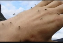 Jednostavan način da se riješite komaraca: Prirodno čudo iz vašeg kućnog ormarića s lijekovima – POTREBNA SU SAMO 2 SASTOJKA!