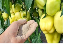 Dajte ga paprici i odmah će rasti, oživjeti i obilato roditi: Ovo je vrlo VAŽAN korak