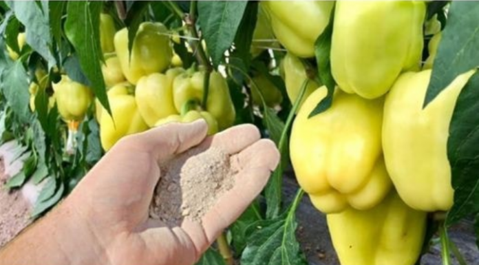 Dajte ga paprici i odmah će rasti, oživjeti i obilato roditi: Ovo je vrlo VAŽAN korak