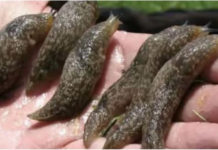 NESTAT ĆE SA CIJELOG ZEMLJIŠTA! Puž golać može uzrokovati mnogo štete u vrtu, evo kako da je uklonite iz svog vrta!