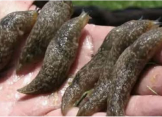 NESTAT ĆE SA CIJELOG ZEMLJIŠTA! Puž golać može uzrokovati mnogo štete u vrtu, evo kako da je uklonite iz svog vrta!