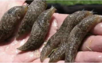 NESTAT ĆE SA CIJELOG ZEMLJIŠTA! Puž golać može uzrokovati mnogo štete u vrtu, evo kako da je uklonite iz svog vrta!