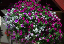 Uzmem 6 LISTOVA LOVORA i napravim NAJBOLJE GNOJIVO za petunije: IMAM SLAPOVE CVIJEĆA NA BALKONU!