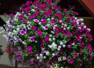 Uzmem 6 LISTOVA LOVORA i napravim NAJBOLJE GNOJIVO za petunije: IMAM SLAPOVE CVIJEĆA NA BALKONU!