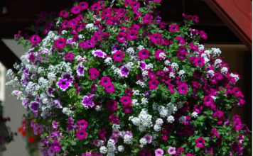 Uzmem 6 LISTOVA LOVORA i napravim NAJBOLJE GNOJIVO za petunije: IMAM SLAPOVE CVIJEĆA NA BALKONU!