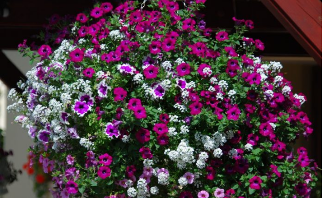 Uzmem 6 LISTOVA LOVORA i napravim NAJBOLJE GNOJIVO za petunije: IMAM SLAPOVE CVIJEĆA NA BALKONU!