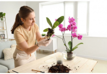 Stavite u čašu, napunite vodom i radujte se cvetanju: Svakoj ORHIDEJI je potreban ovaj domaći ELIKSIR