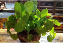 OVO CVEĆE USPEVA SAMO KOD DOBRE OSOBE: A prema starom VEROVANJU u kući u kojoj buja DONOSI NOVAC I BLAGOSTANJE