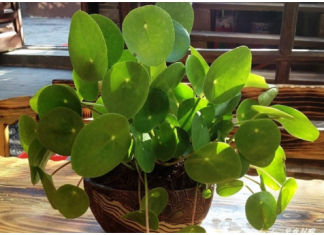 OVO CVEĆE USPEVA SAMO KOD DOBRE OSOBE: A prema starom VEROVANJU u kući u kojoj buja DONOSI NOVAC I BLAGOSTANJE