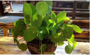 OVO CVEĆE USPEVA SAMO KOD DOBRE OSOBE: A prema starom VEROVANJU u kući u kojoj buja DONOSI NOVAC I BLAGOSTANJE