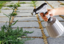 Korov nestaje za 2 minute: Najmoćniji domaći herbicid s dugotrajnim učinkom!