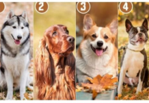 KOJI PAS SA SLIKE VAM SE NAJVIŠE DOPADA? Ovaj test će vam reći mnogo o tome kakva ste osoba