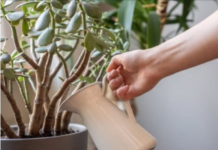 SIPAJTE MEŠAVINU OVA 2 JEFTINA SASTOJKA IZ KUHINJE U SAKSIJU I GLEDAJTE: Drvo novca će rasti i cvetati kao ludo