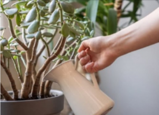 SIPAJTE MEŠAVINU OVA 2 JEFTINA SASTOJKA IZ KUHINJE U SAKSIJU I GLEDAJTE: Drvo novca će rasti i cvetati kao ludo