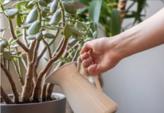 SIPAJTE MEŠAVINU OVA 2 JEFTINA SASTOJKA IZ KUHINJE U SAKSIJU I GLEDAJTE: Drvo novca će rasti i cvetati kao ludo