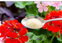 VAŠE muškatle i petunije će cvetati bujno ako ih zalivaš sa ovim!