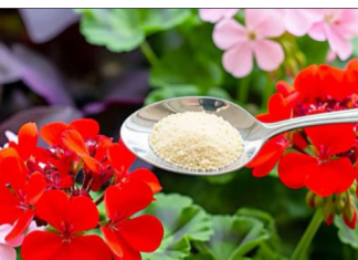 VAŠE muškatle i petunije će cvetati bujno ako ih zalivaš sa ovim!