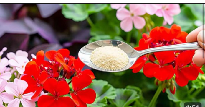 VAŠE muškatle i petunije će cvetati bujno ako ih zalivaš sa ovim!