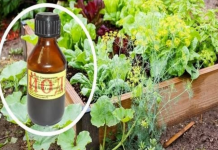 SAMO JEDNA KAP JODA MOŽE DA SPASI BAŠTU: Od truljenja, gljivičnih infekcija i pepelnice! Evo kako se koristi